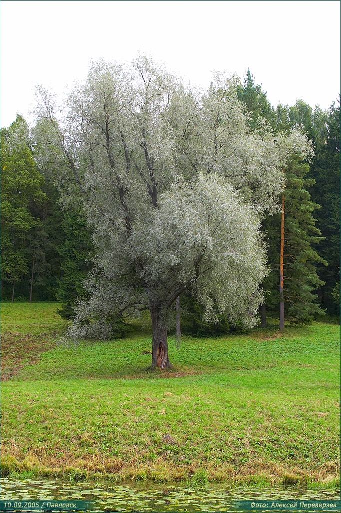 Павловск / 10.09.2005